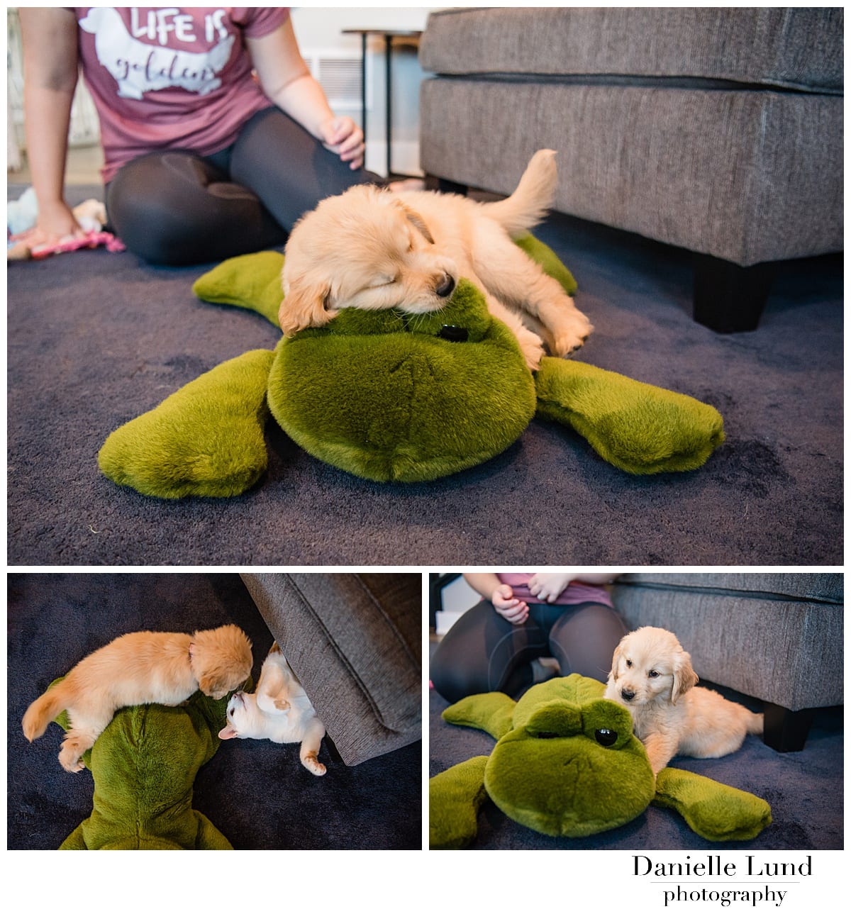 photography_session_golden_retriever_woodbury_mn103